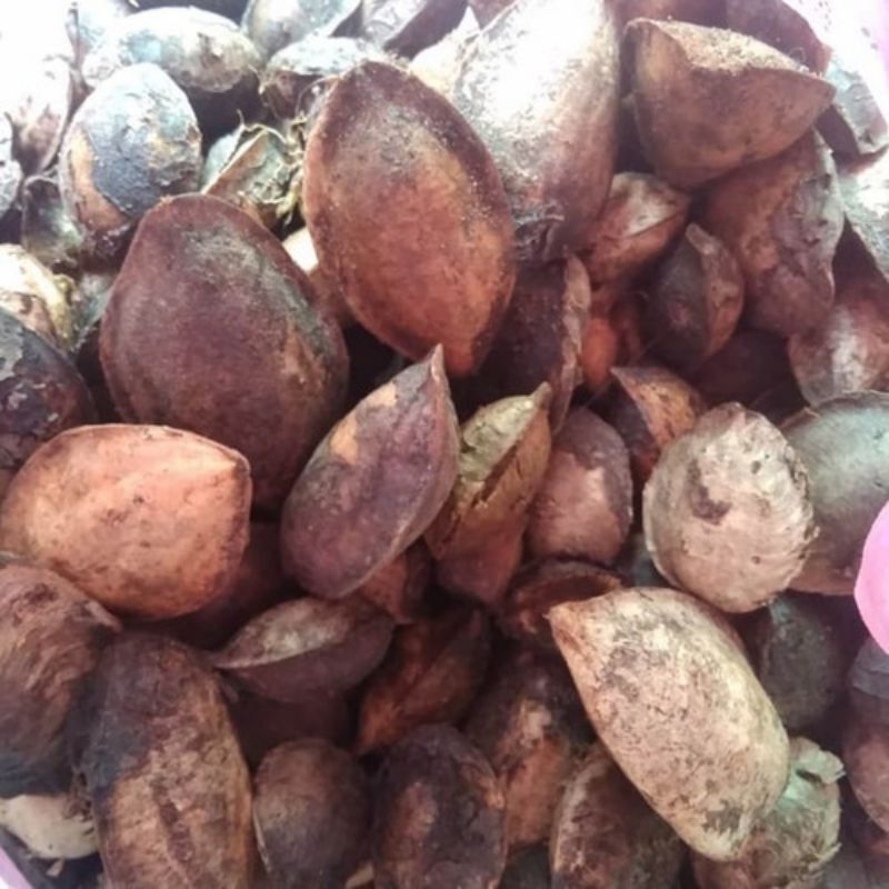 biji ketapang laut kering paket hemat 10kg