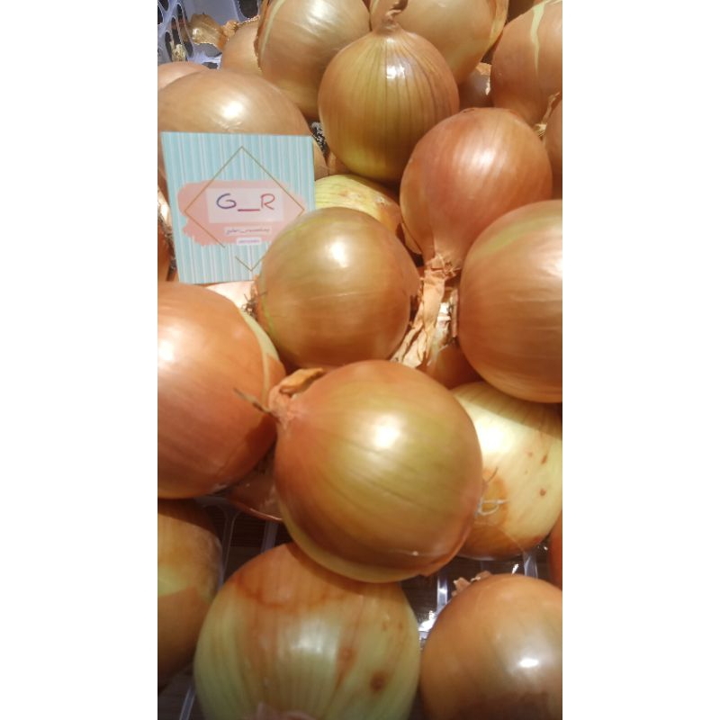 

bawang Bombay murah