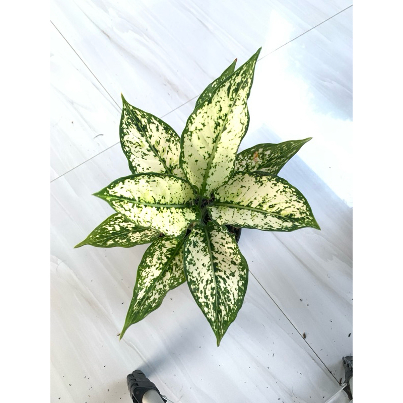 aglaonema snow white