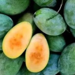 

Buah Mangga Manalagi