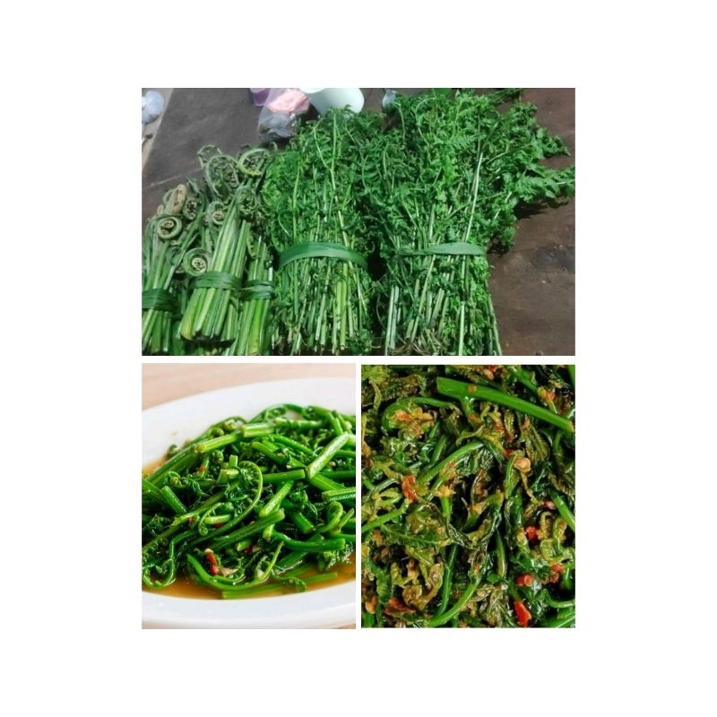 

Pakis sayur segar alami 1kg
