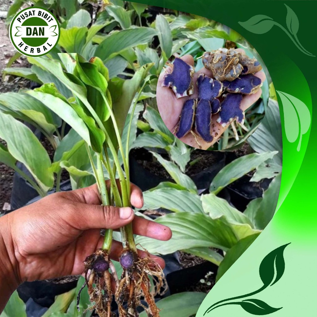 Bibit Pohon Kunyit Hitam Asli Thailand Impor - Pusat bibit dan tanaman