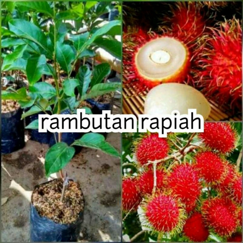 Bibit Rambutan Rapiah Siap Berbuah