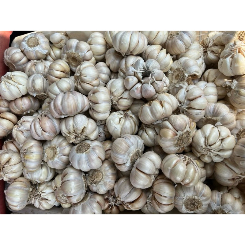 

Grosir Bawang Putih Honan | Bumbu Dapur