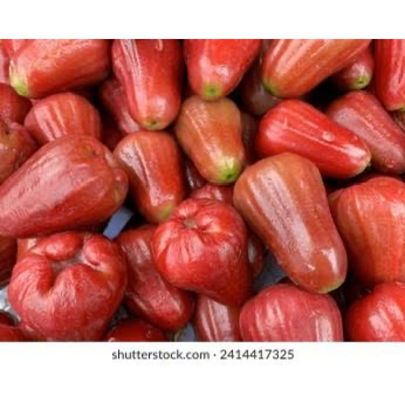 Buah Jambu Air Merah fresh 1kg