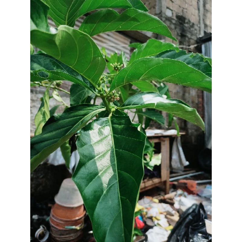 

Daun mengkudu segar/daun Pace