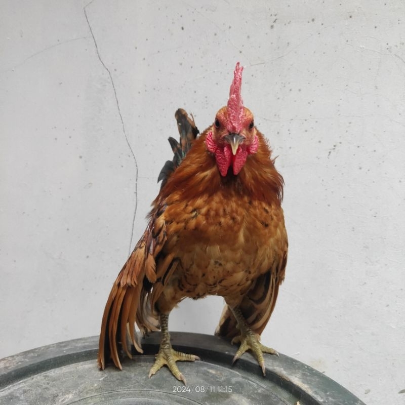 Ayam Hias Serama Jantan