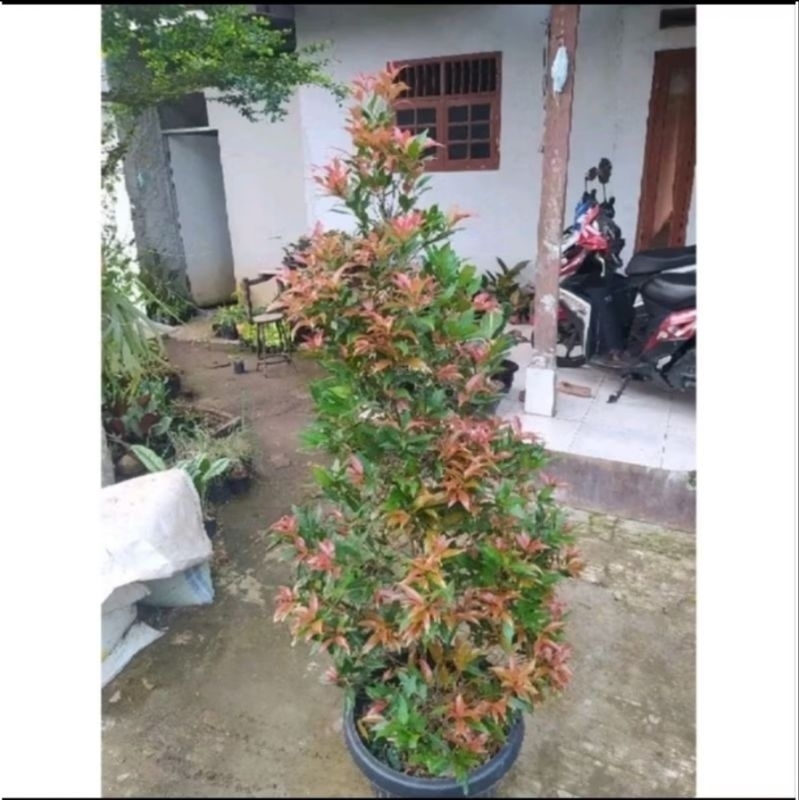 Tanaman Pucuk Merah 1 Meter / Pohon Pucuk Merah