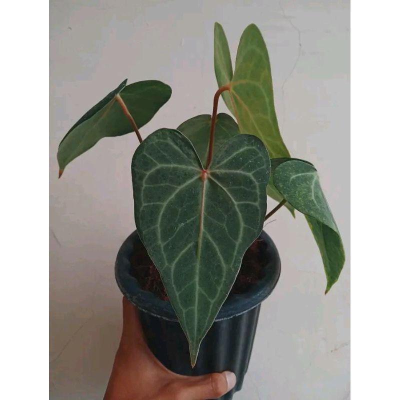 anthurium clarinervium red fire cantik anakan alam taman indah