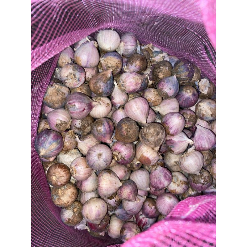 

bawang tunggal lanang 100℅ IMPOR Fress