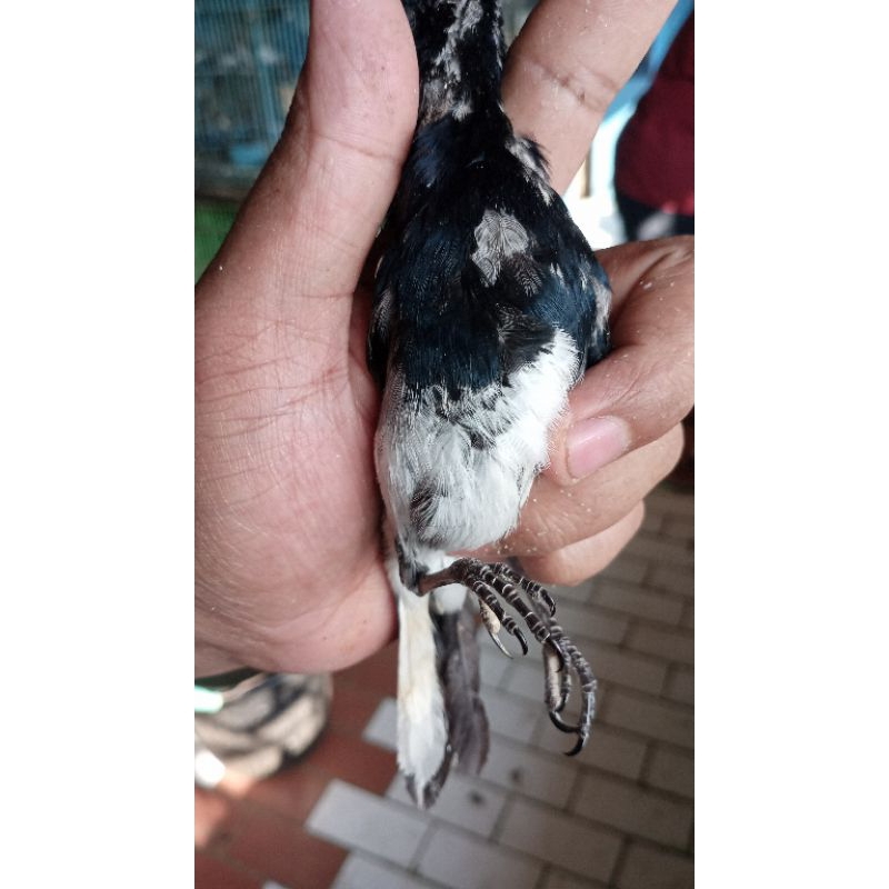 kacer daput muda trotolan pilihan