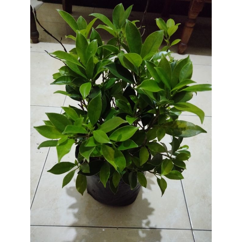 Bonsai Bahan Bibit Kimeng Murah ukuran +-40cm beli 10 Free 2 pohon