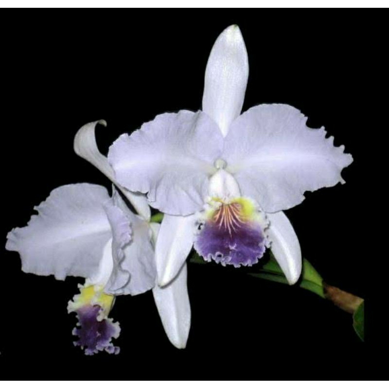 Anggrek species cattleya Lueddemanniana Coerulea