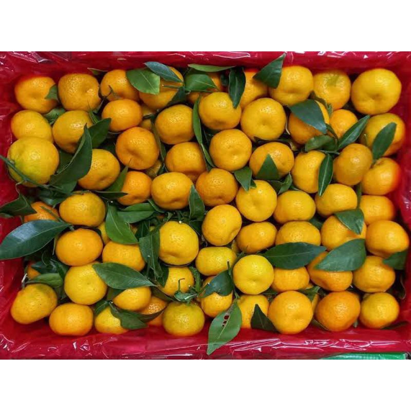 

READY STOK!! jeruk Santang daun 1 Krat : 7 KG Fresh manis