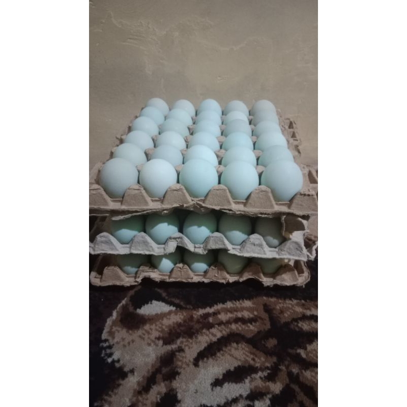 

Telur asinpaket10Butir