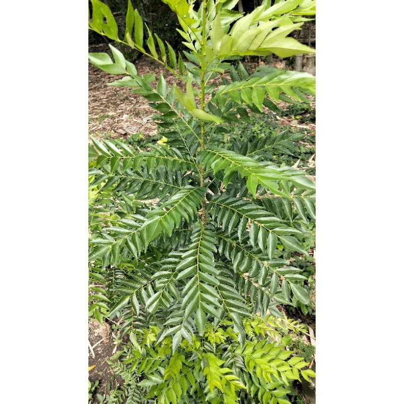 

DAUN KARLE BUAT BUMBU MASAK