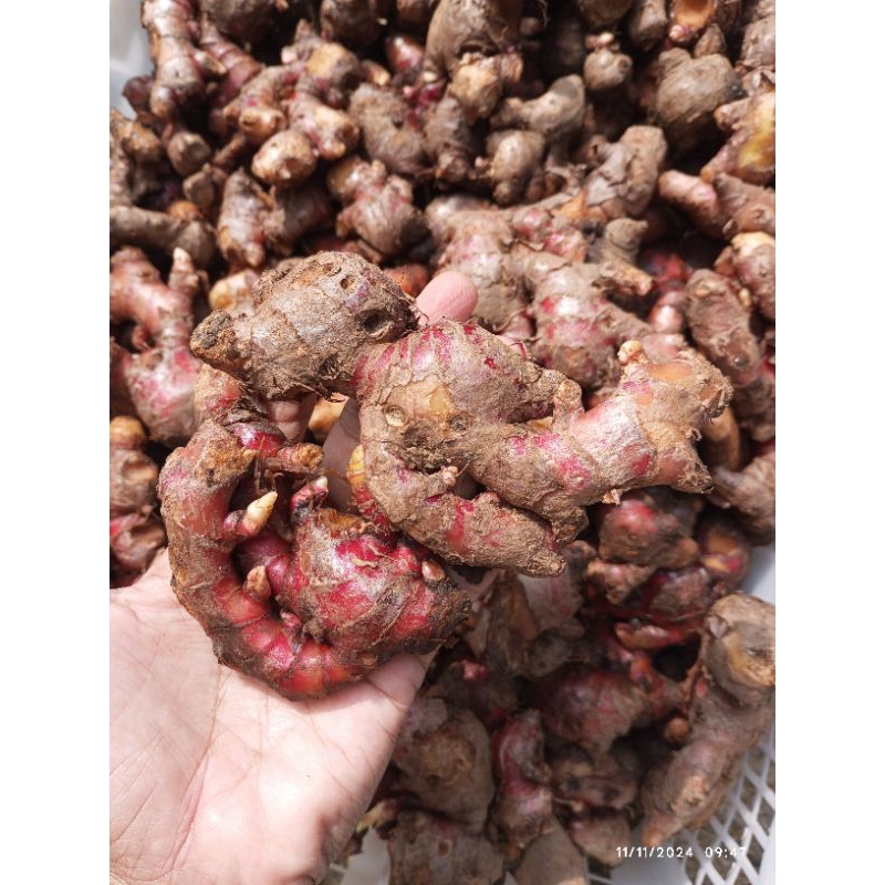 

(1 Kg) Jahe Merah Tua Segar Bersih Sudah Dicuci