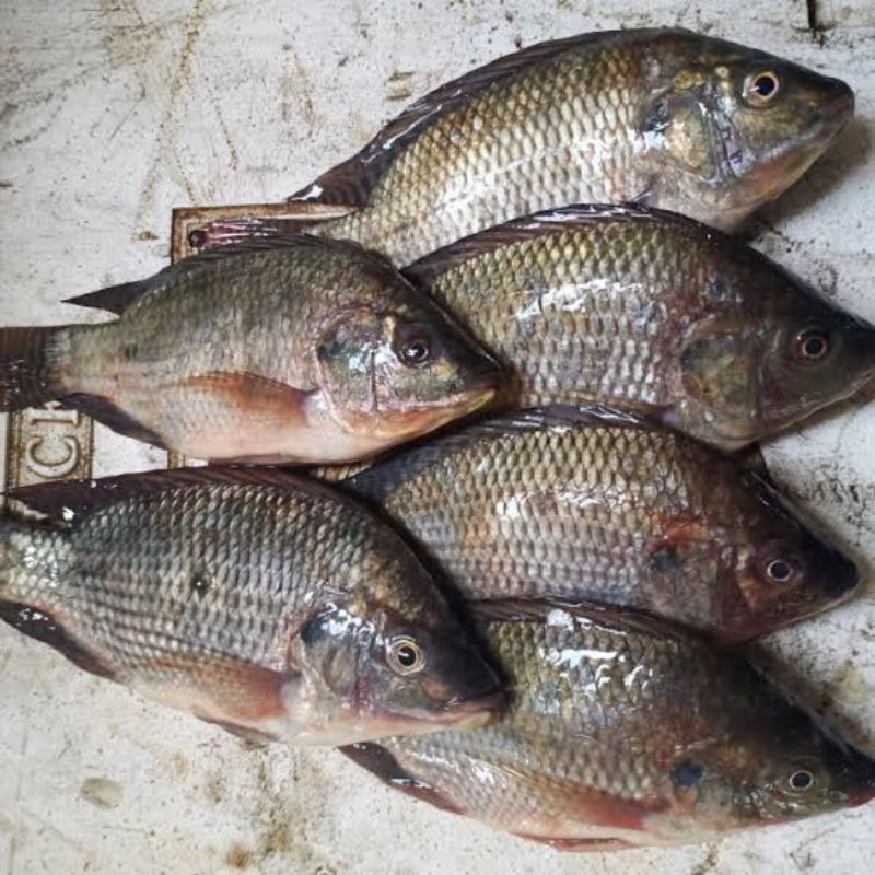 

Ikan Mujair Segar 500Gram