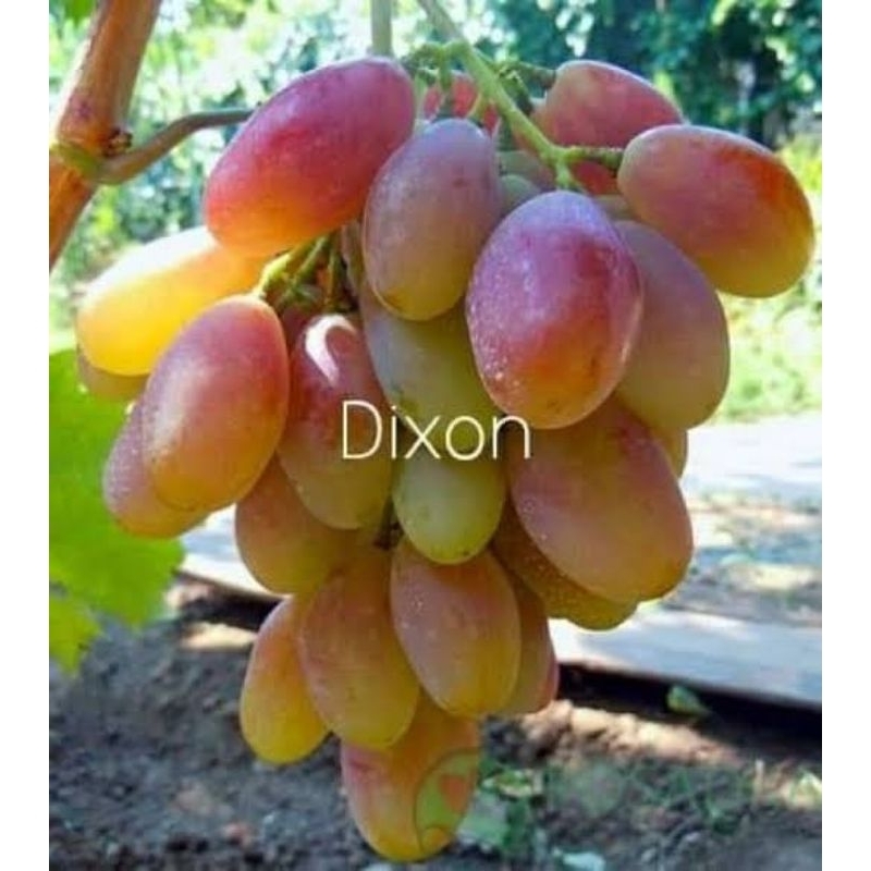 bibit anggur dixon