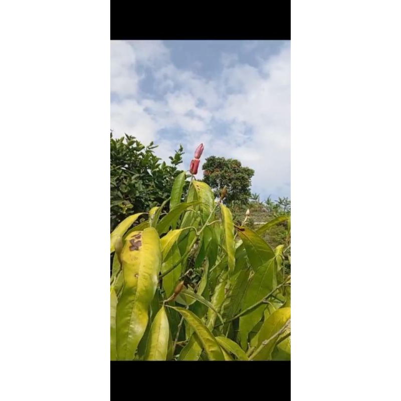 Cempaka Merah