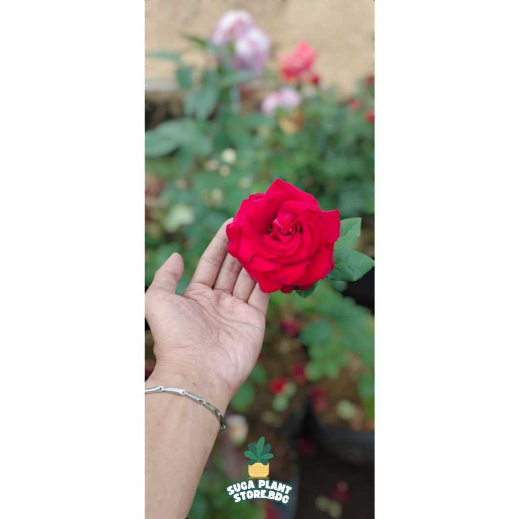 tanaman hias bunga mawar sexy red holland