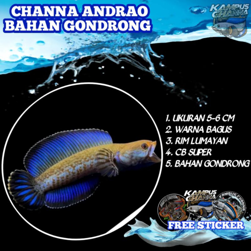 ANDRAO GONDRONG PREMIUM