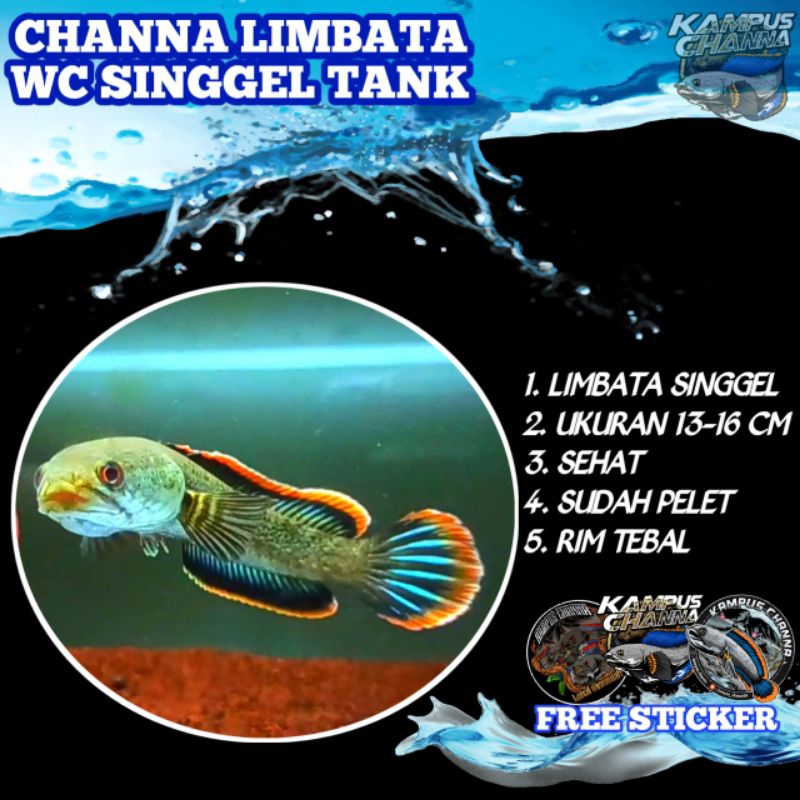 LIMBATA LAWU WC FREE STICKER