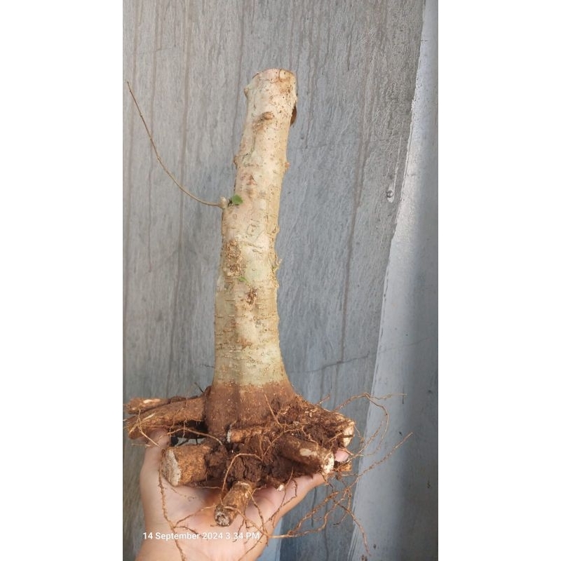 Anting putri bahan bonsai bonggolan bagus