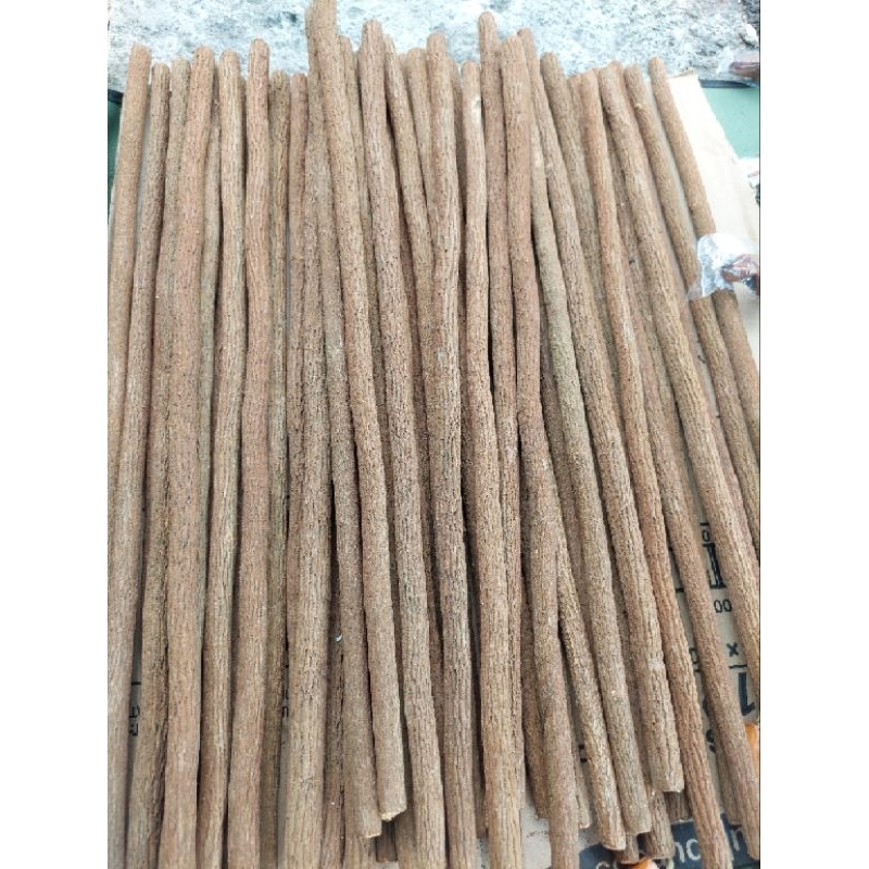 Tangkringan asem jawa super grade A panjang 65Cm untuk murai batu