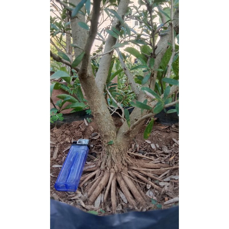 saeng simbur vietnam