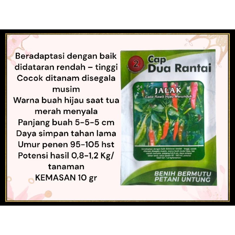 IZZATANI Benih Cabe Rawit Hijau Merunduk Jalak 10 Gram Bibit Cabe Rawit