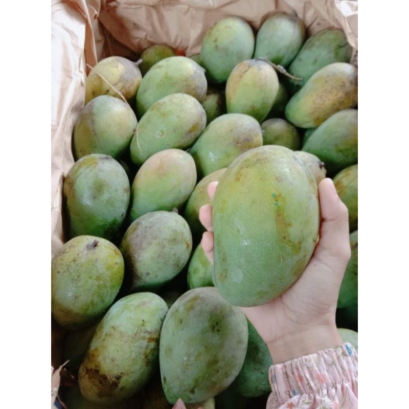 

Mangga harumanis(500g).