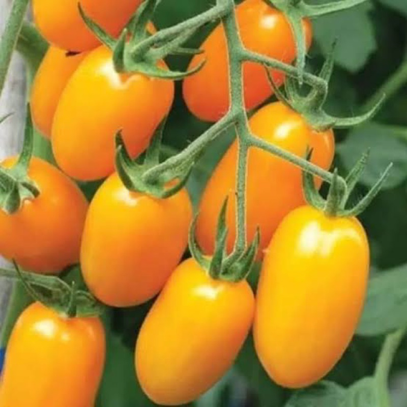 4 Benuh Tomat Cherry Kuning F1 Golden Sweet Benih Sayur Tomat Cherry Kuning Unggul Berkualitas Bibit