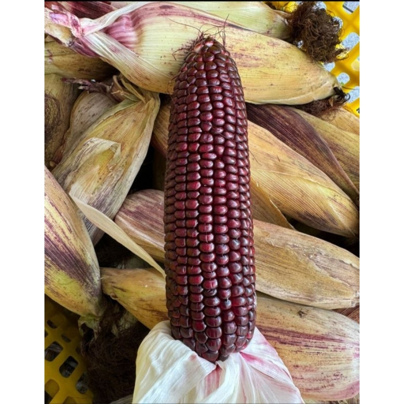 

JAGUNG UNGU 1KG