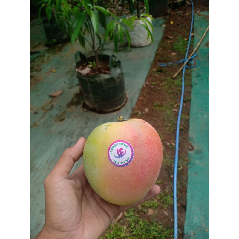 

Mangga agrimania R2E2 fresh hasil kebun per 5kg