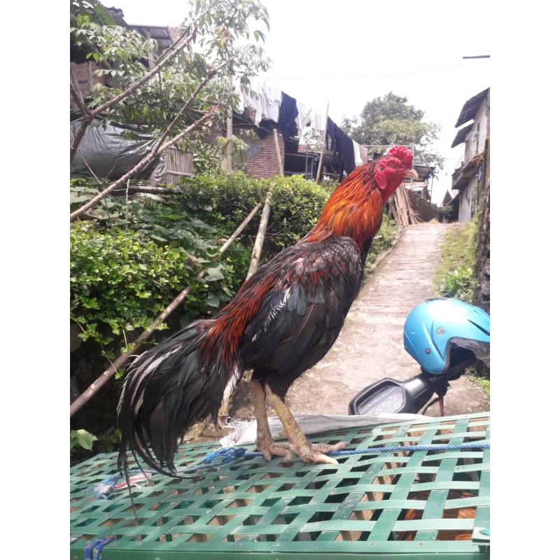 ayam kampung jago hidup besar