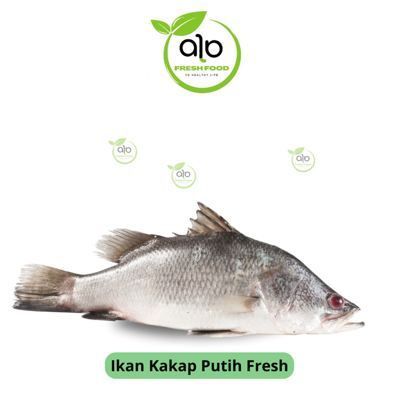 

Ikan Kakap putih - ALO Fresh Food
