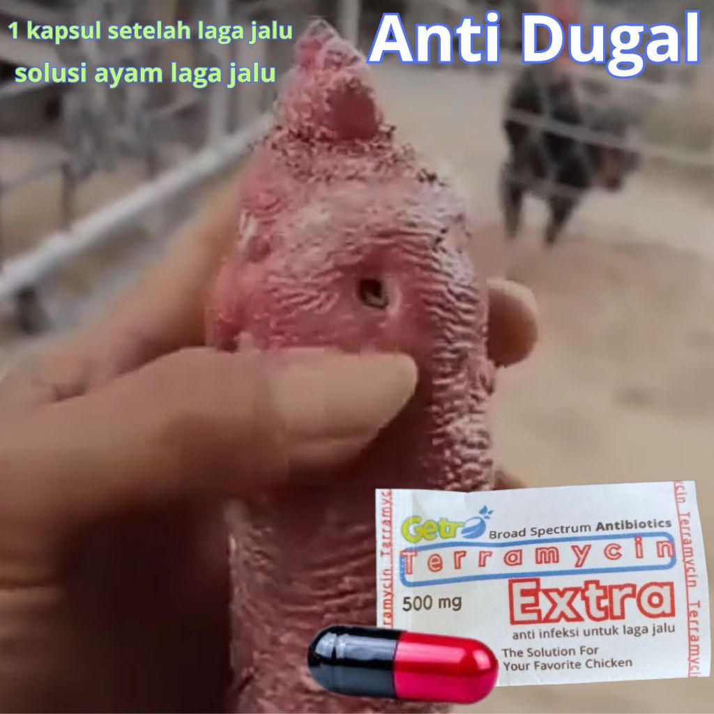 OBAT ANTI DUGAL UNTUK AYAM KENA JALU GIMCAS