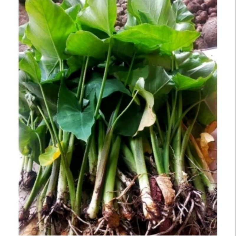 

Talas Bogor asli/Bibit talas siap tanam/3 pcs