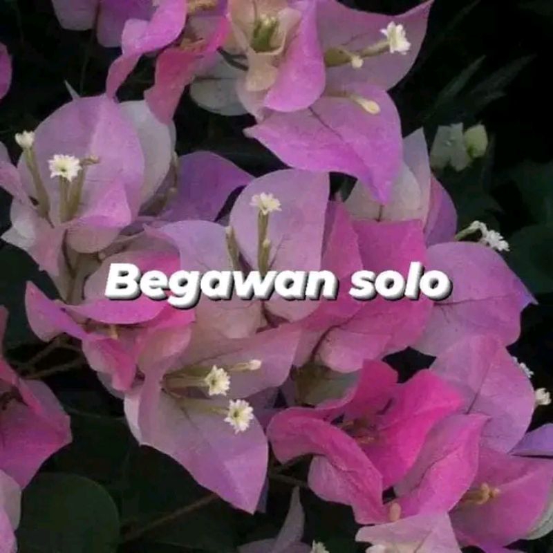 Bougenvile Bengawan solo BS import ori