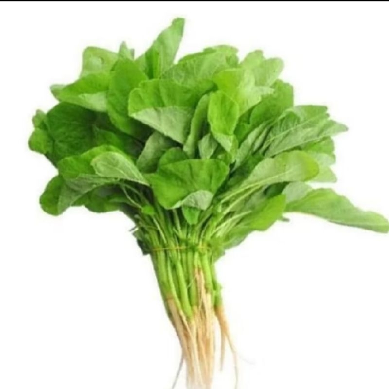 

Bayam Hijau /Bayam Sayur ( 1 ikat )