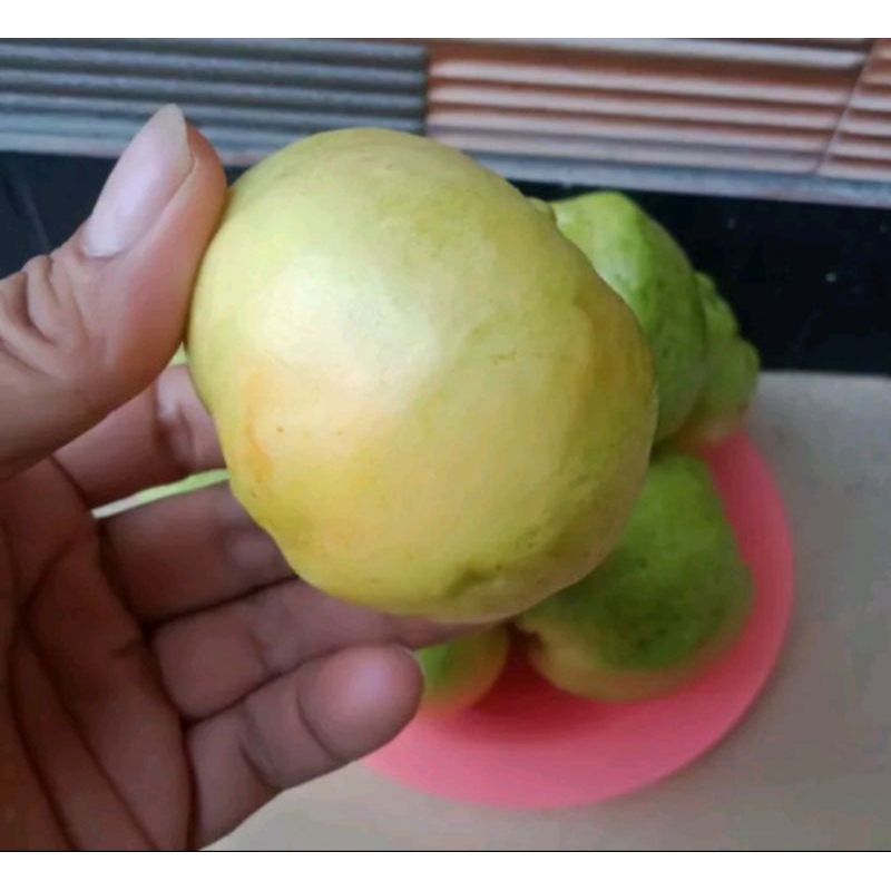 

jambu kristal fresh langsung petik dari kebun/1kg