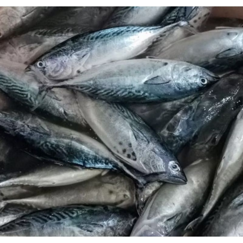 

IKAN TONGKOL SEGAR 1KG