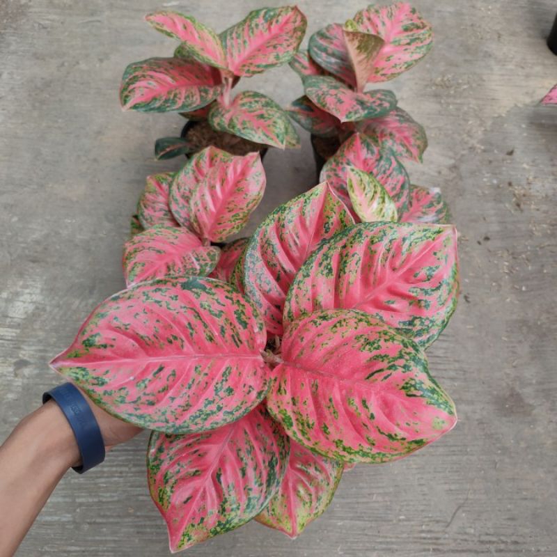 AGLONEMA WULANDARI (MENOR) SUPER