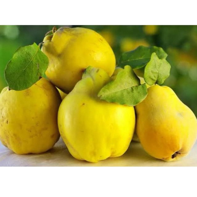 

Buah Ayva Fresh | Buah Quince | Buah Safarjal Turkiye