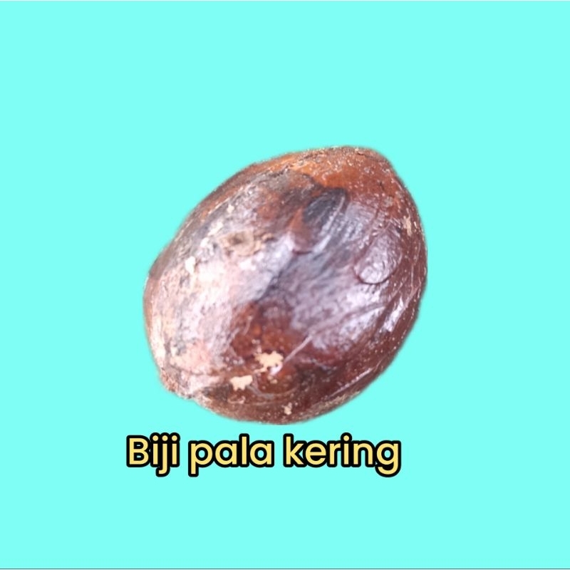 

biji pala kering 1butir