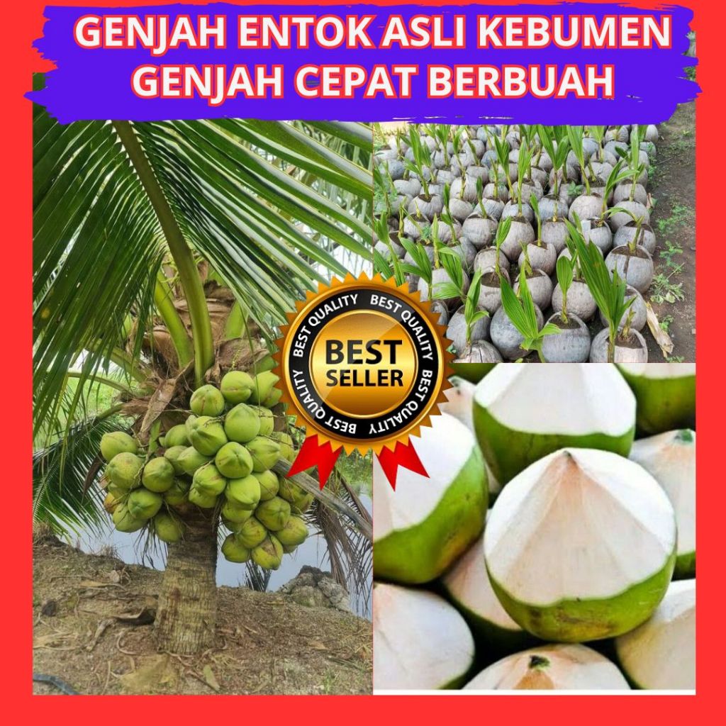 Bibit Kelapa Hijau Hibrida Jumbo, Bibit Kelapa Hijau Wulung, Bibit Kelapa Hijau Genjah isi 5 bibit