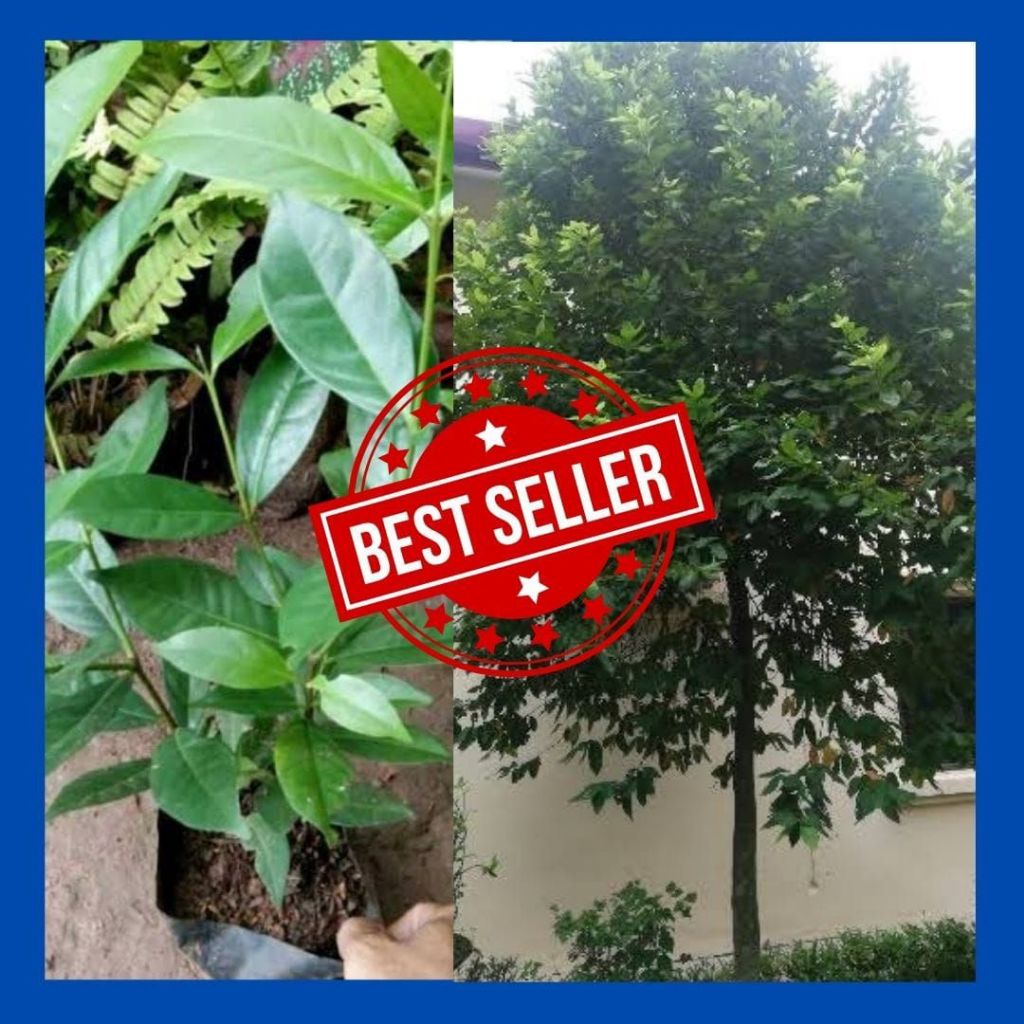 Pohon Salam Rimbun, Pohon Salam Besar