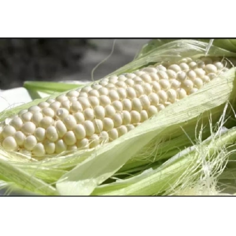 1kg bibit benih jagung putih ketan manis siap tanam