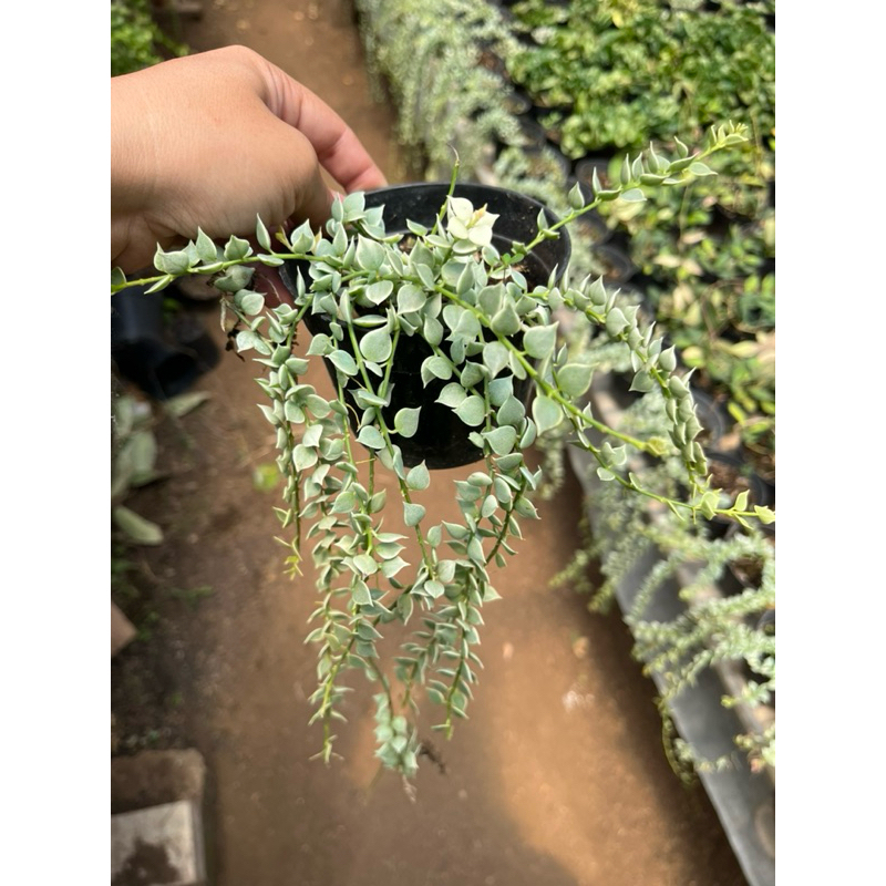 Dischidia Ruscifolia Million Hearts tanaman gantung